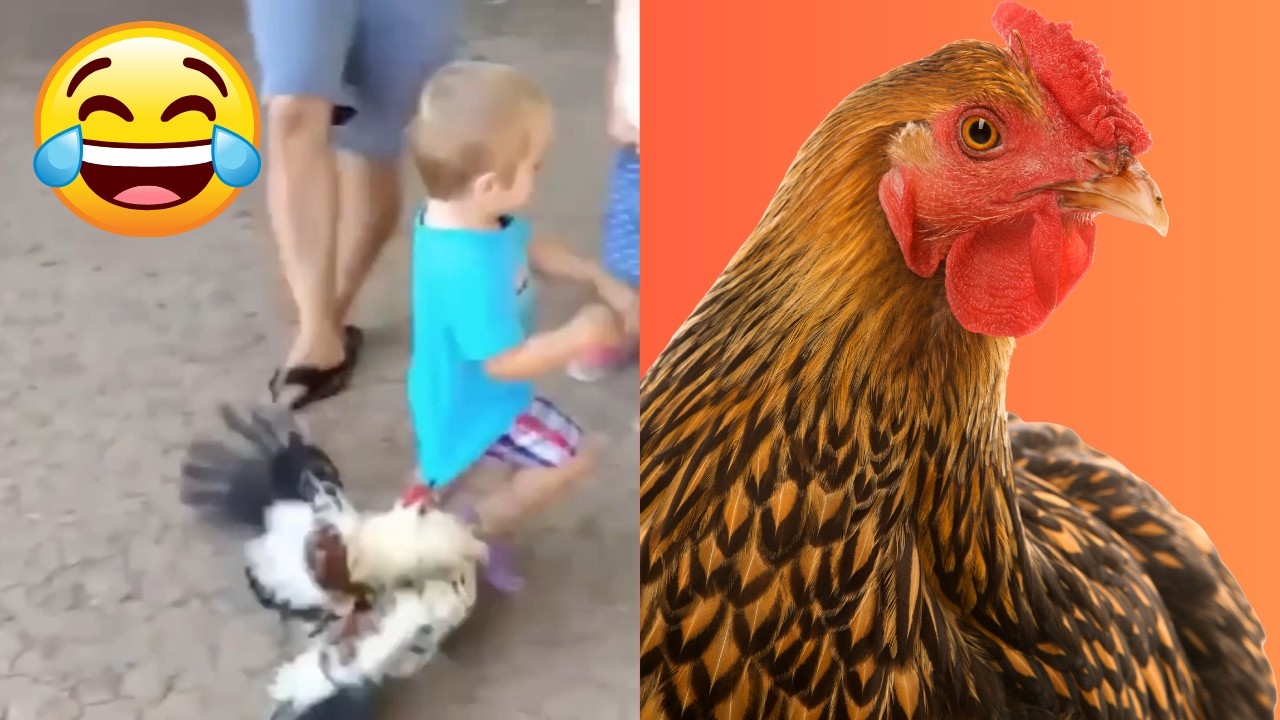 Funny Chickens Chasing People Compilation