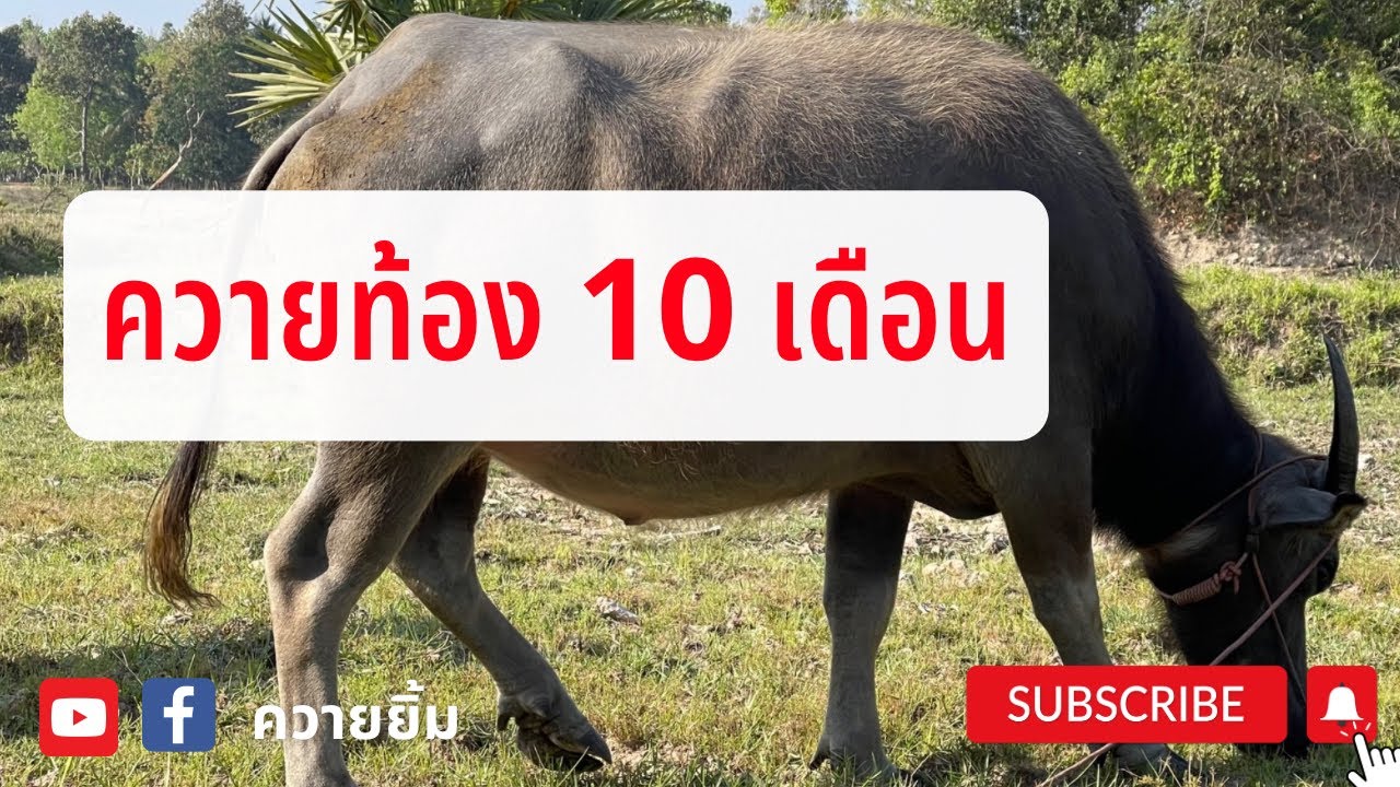 ควายท้อง 10 เดือน ควายท้องใกล้คลอด