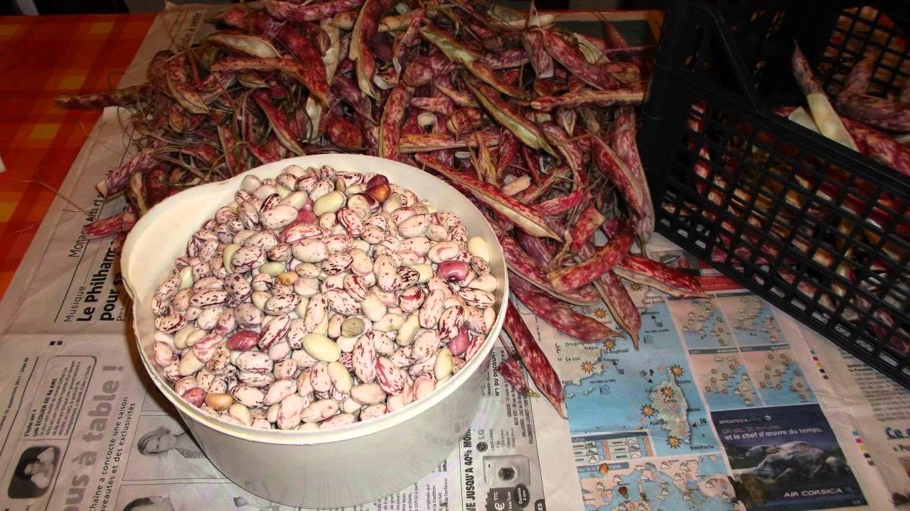 Scorte alimentari con prodotti di fine estate