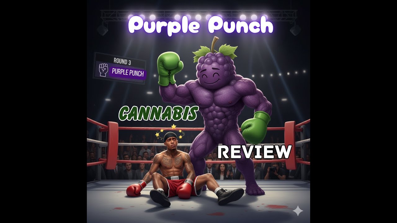 Trying Purple Punch Cannabis Strain by Simply Blazed