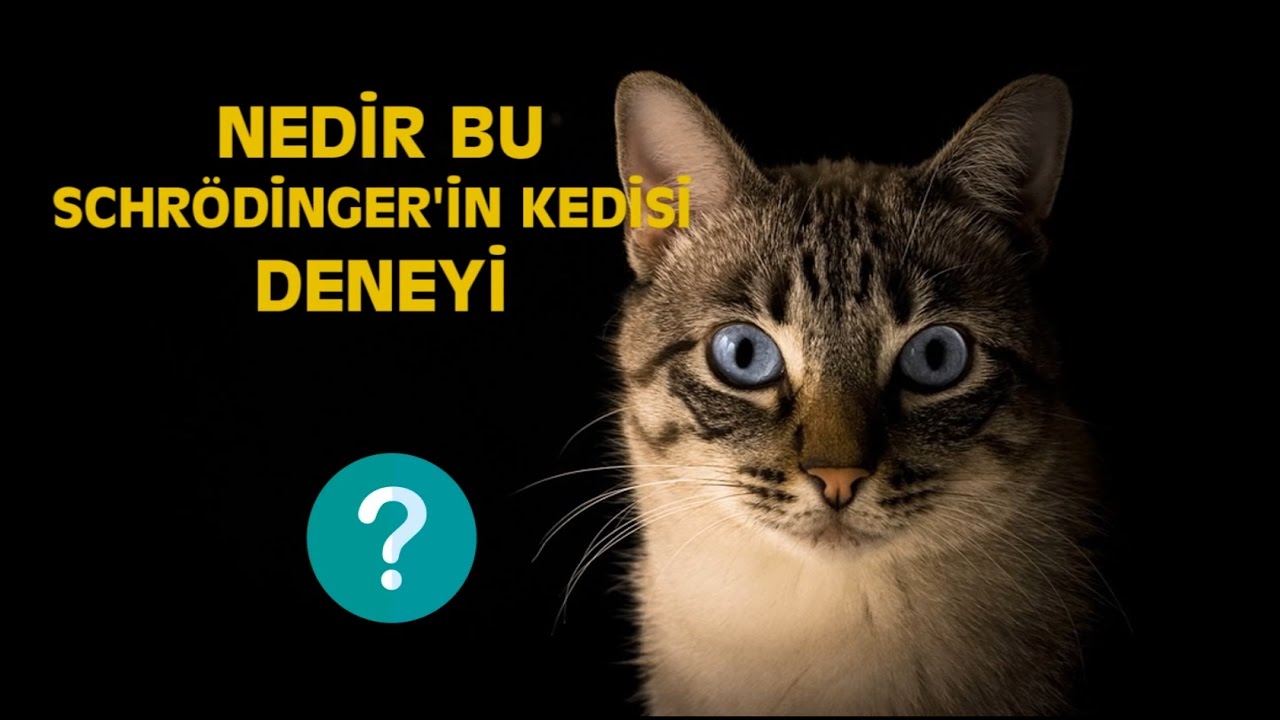 NEDİR BU SCHR&Ouml;DİNGER'İN KEDİSİ DENEYİ?