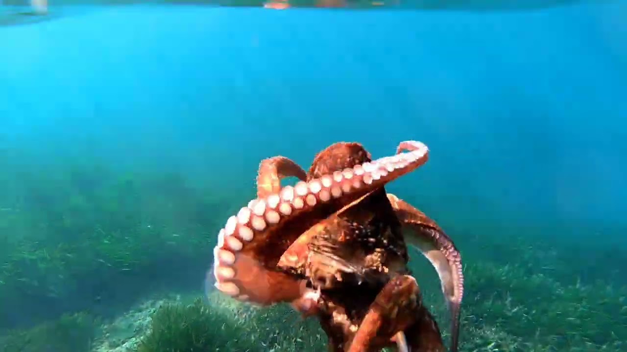 chasse sous marine amateur carry le rouet