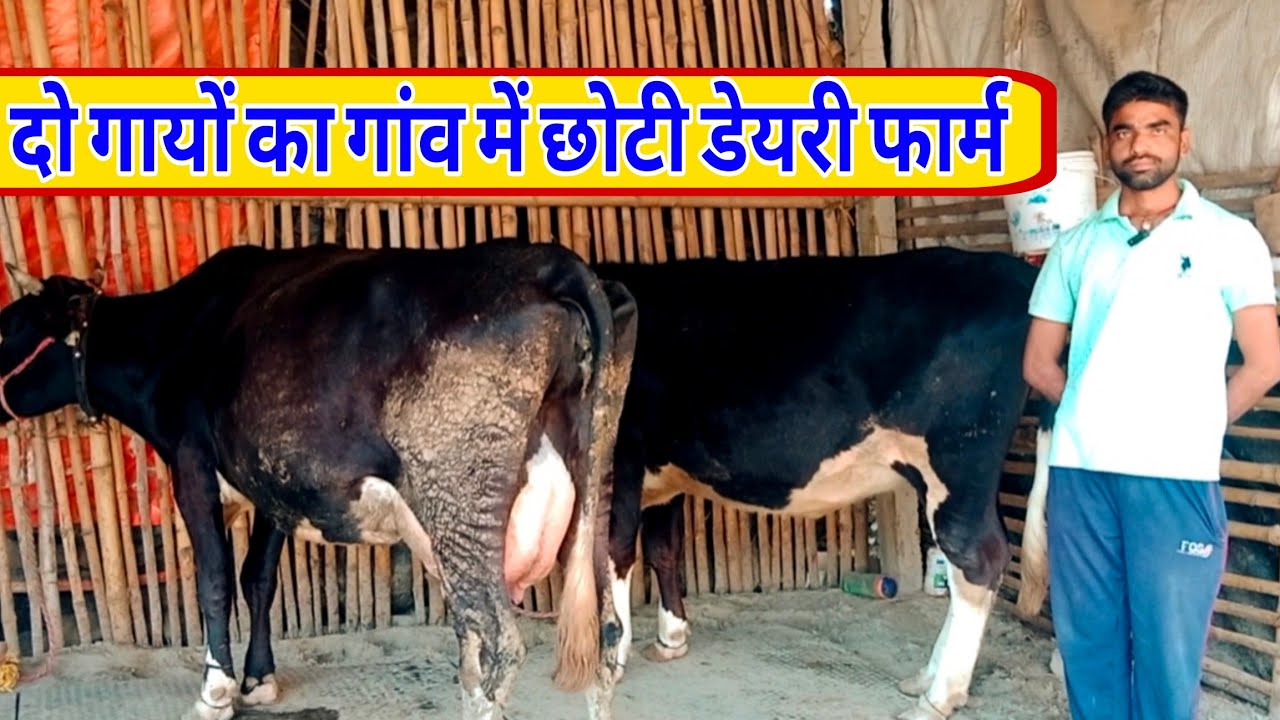 2 गायों का गांव में छोटी डेयरी फार्म चलाने का तरीका देखें/small dairy farm in village/dairy farming