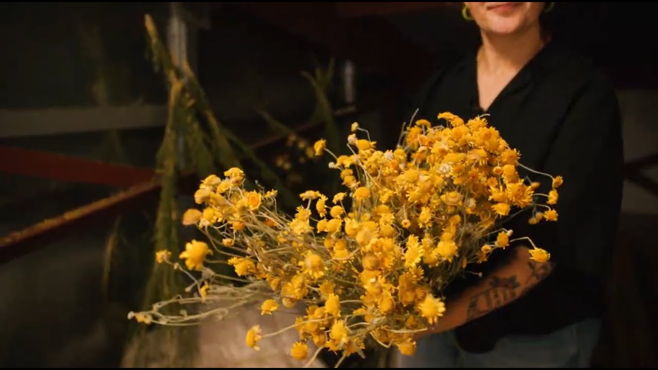 TMU’s Urban Farm grows natural dyes for sustainable fashion