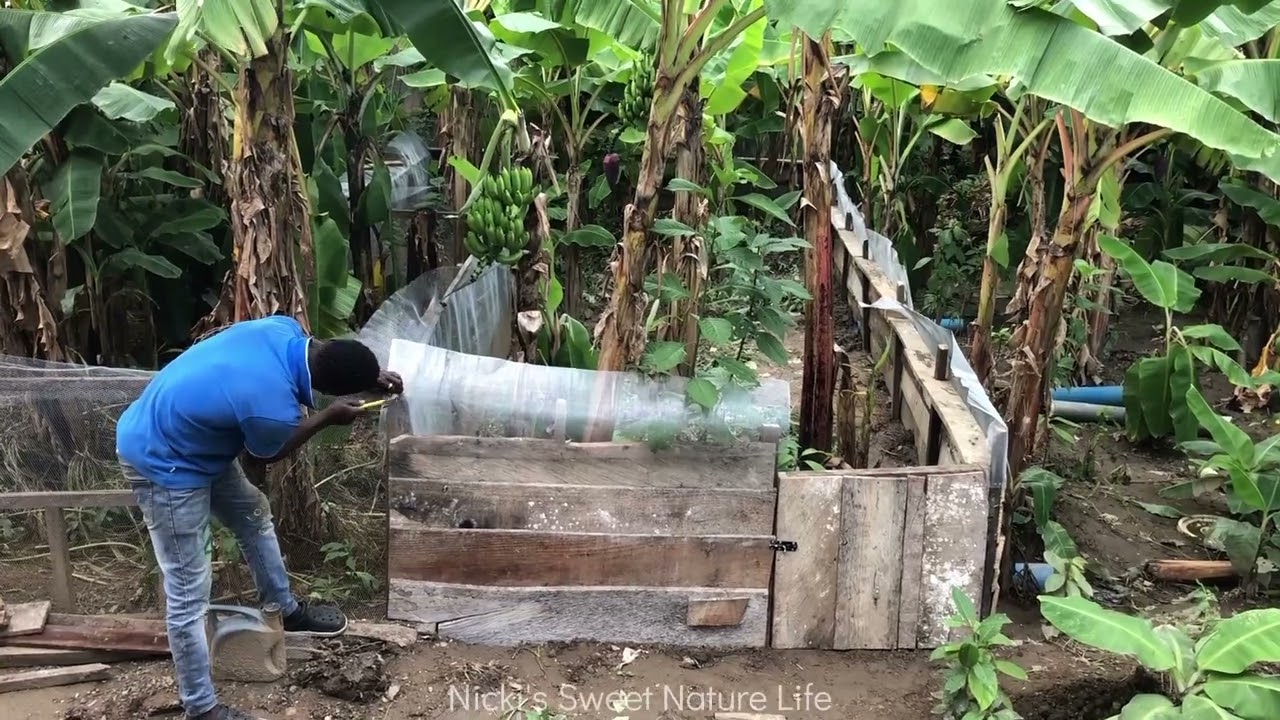 Snail Farm..Timelapse of farm extension in banana plantation 