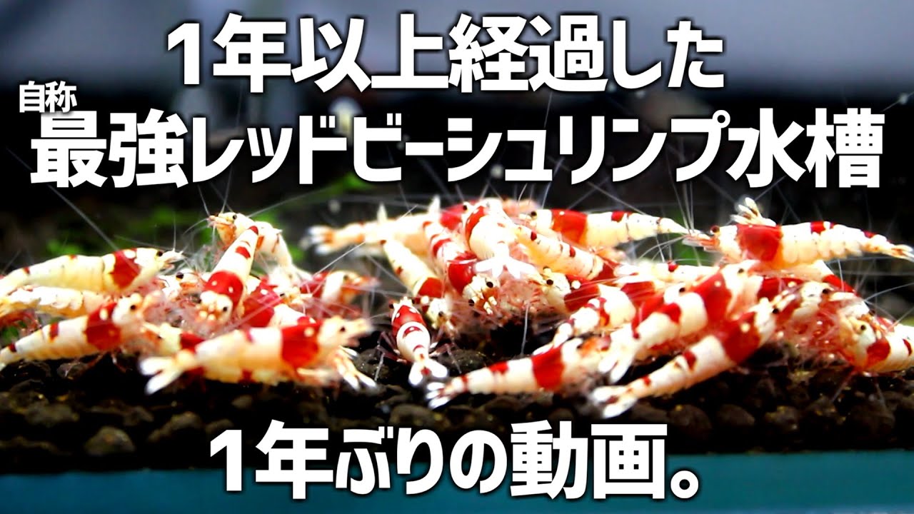 最強レッドビーシュリンプ水槽、1年以上経過してどうなった？#252【アクアリウム】