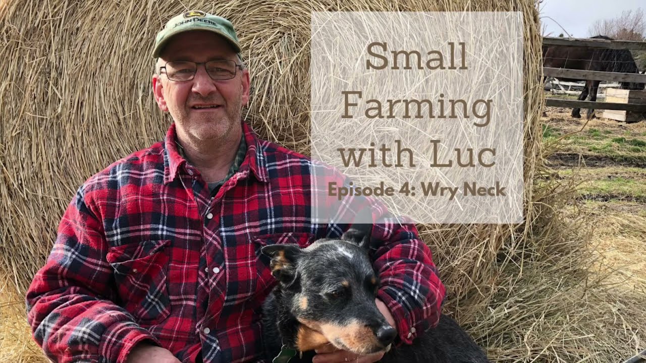 Fixing Wry Neck in Chickens | Small Farming With Luc