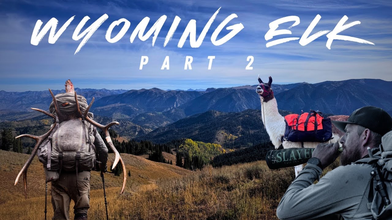 Polowanie na łosia z łukiem w Wyoming w 2025 roku | Film 4K | Zr&oacute;b to sam | Część 2