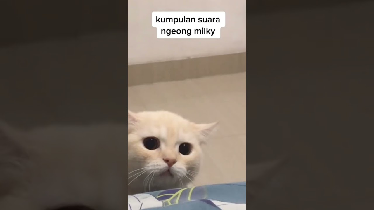 SUARA MILKY KUCING LUCU DAN GEMES