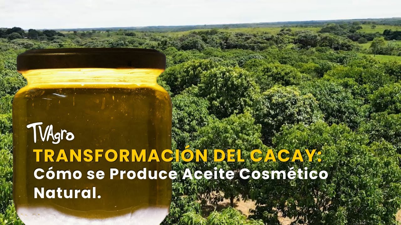 Transformación del Cacay: Cómo se Produce Aceite Cosmético Natural - TvAgro por Juan Gonzalo Angel