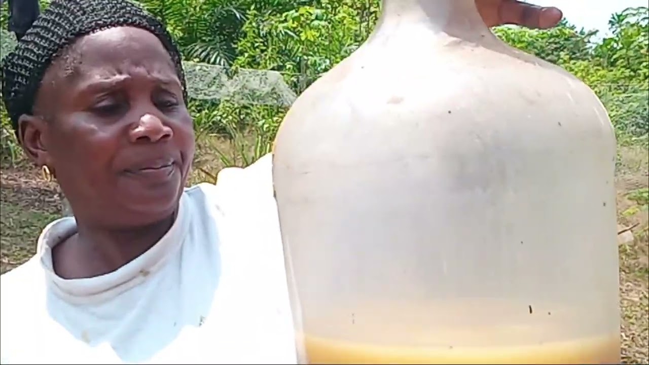 Les merveilles du Gabon  '' Production du vin local le moussoungou traditionnellement ''