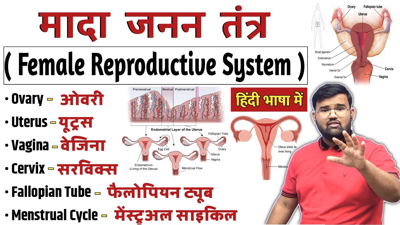 Female Reproductive System | मादा जनन तंत्र | Ovary | Fallopian Tube | Uterus | Cervix | Vagina