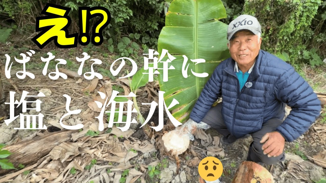 上級編です！🌈海水や塩をバナナの幹に使うことで更に甘味成分を上げる。適切な塩分があるから旨味が出る。（リスクもあるので十分に注意してください。）　結果は数か月後に収録します。