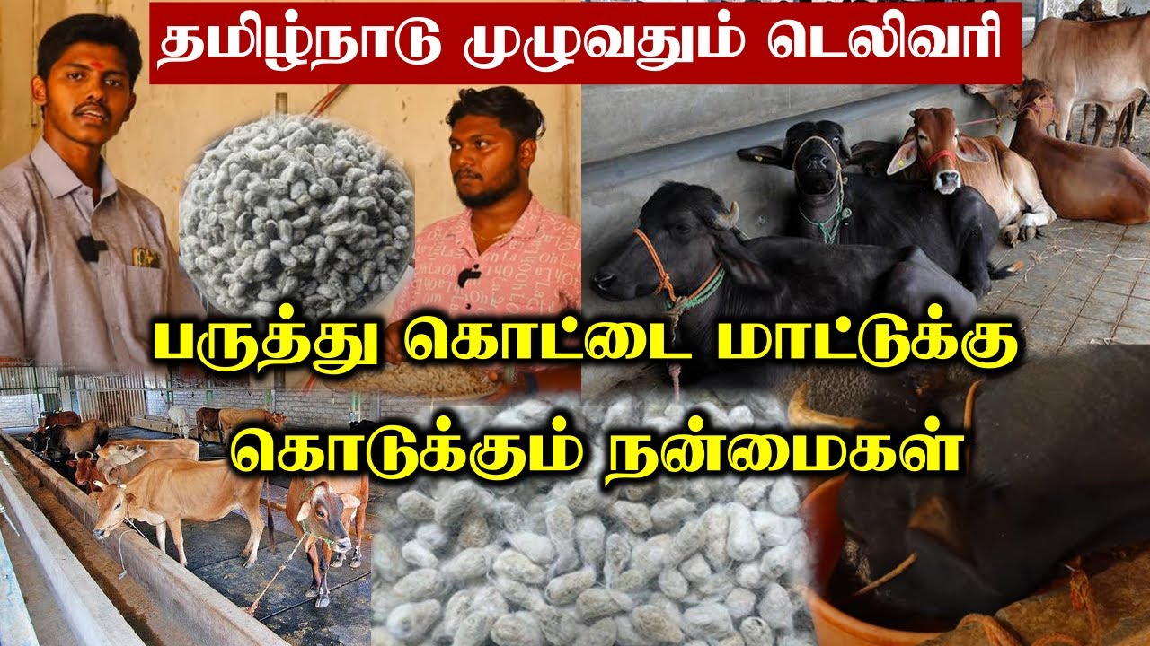 பருத்தி கொட்டை | மொத்தமாகவும் சில்லறையாகவும் கிடைக்கும் | மிக சிறந்த மாட்டு தீவனம் | Cattle Feed