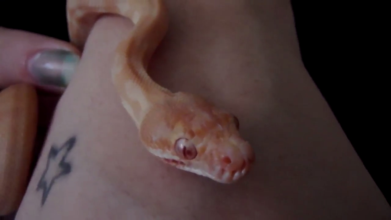 Albino Darwin Carpet Python (baby)