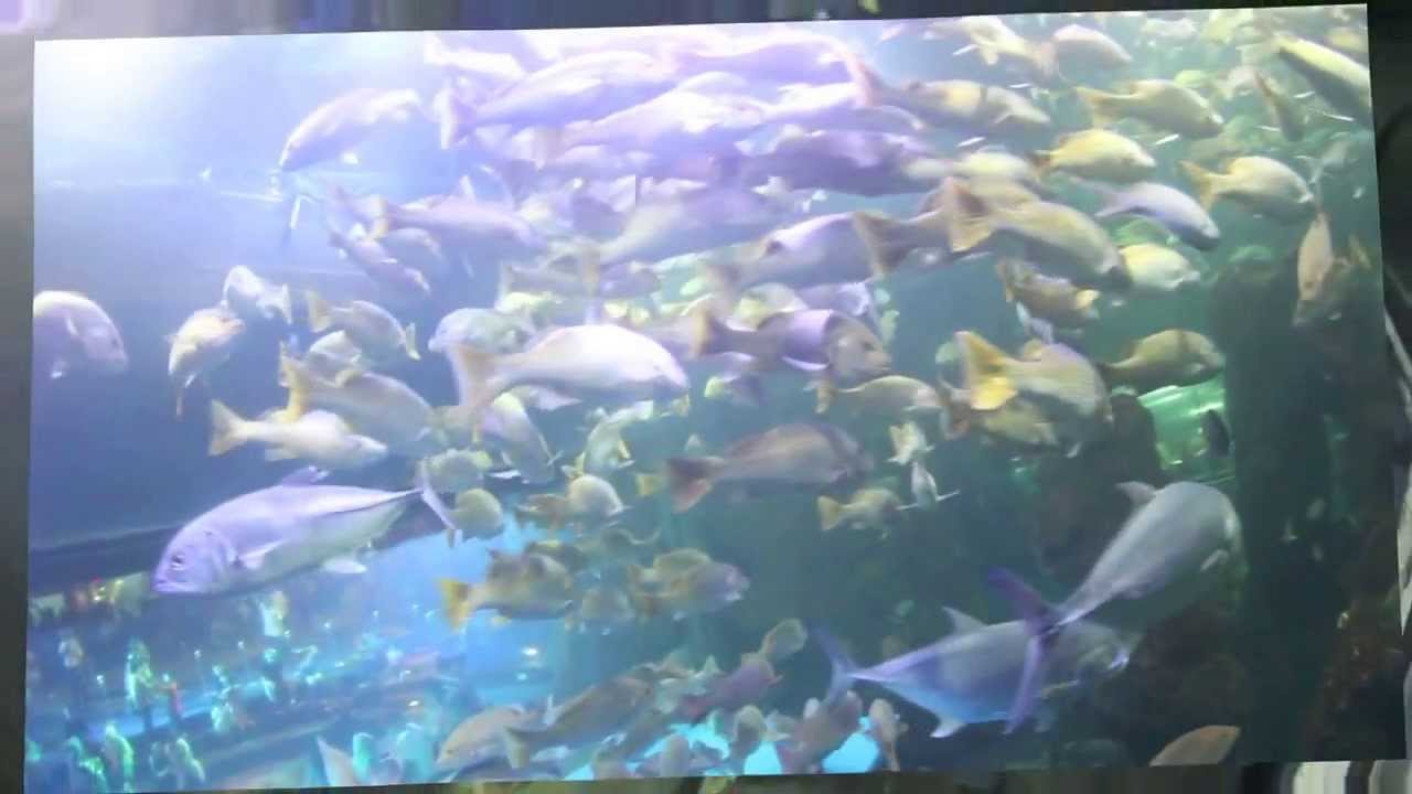 Diving at Seaworld Indonesia