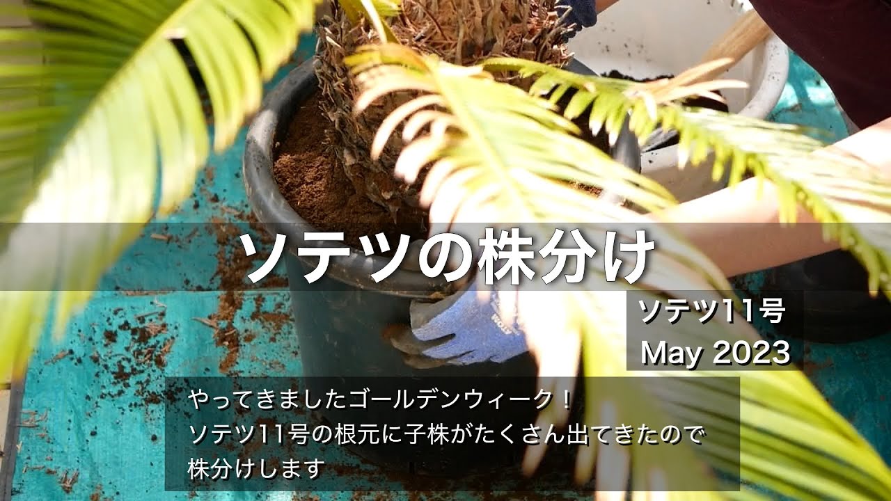 ソテツの株分け（11号）