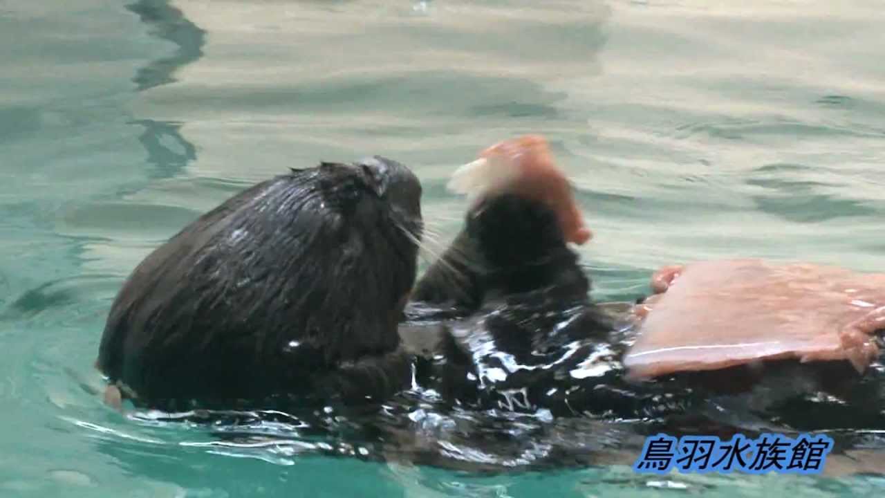 《鳥羽水族館》ラッコにバレンタインのプレゼント