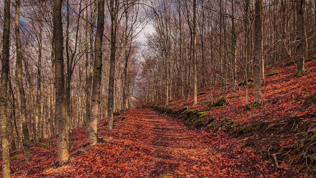 Entspannung durch Ton - The sound to chill and relax - Herbstwind mit Bl&auml;tter und B&auml;umen 3 Stunden
