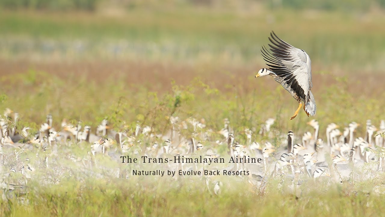The Trans - Himalayan Airline - Naturally by Evolve Back Resorts