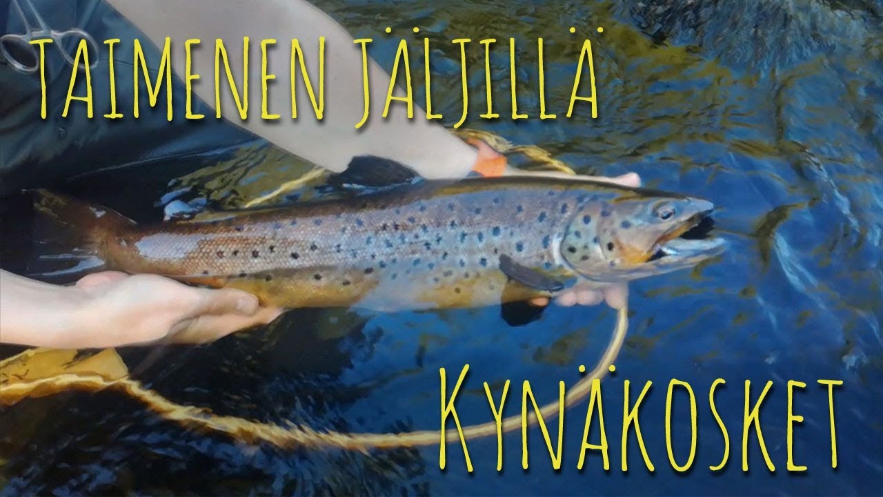Taimenen perhokalastusta | Kynäkosket | Perhokalastus