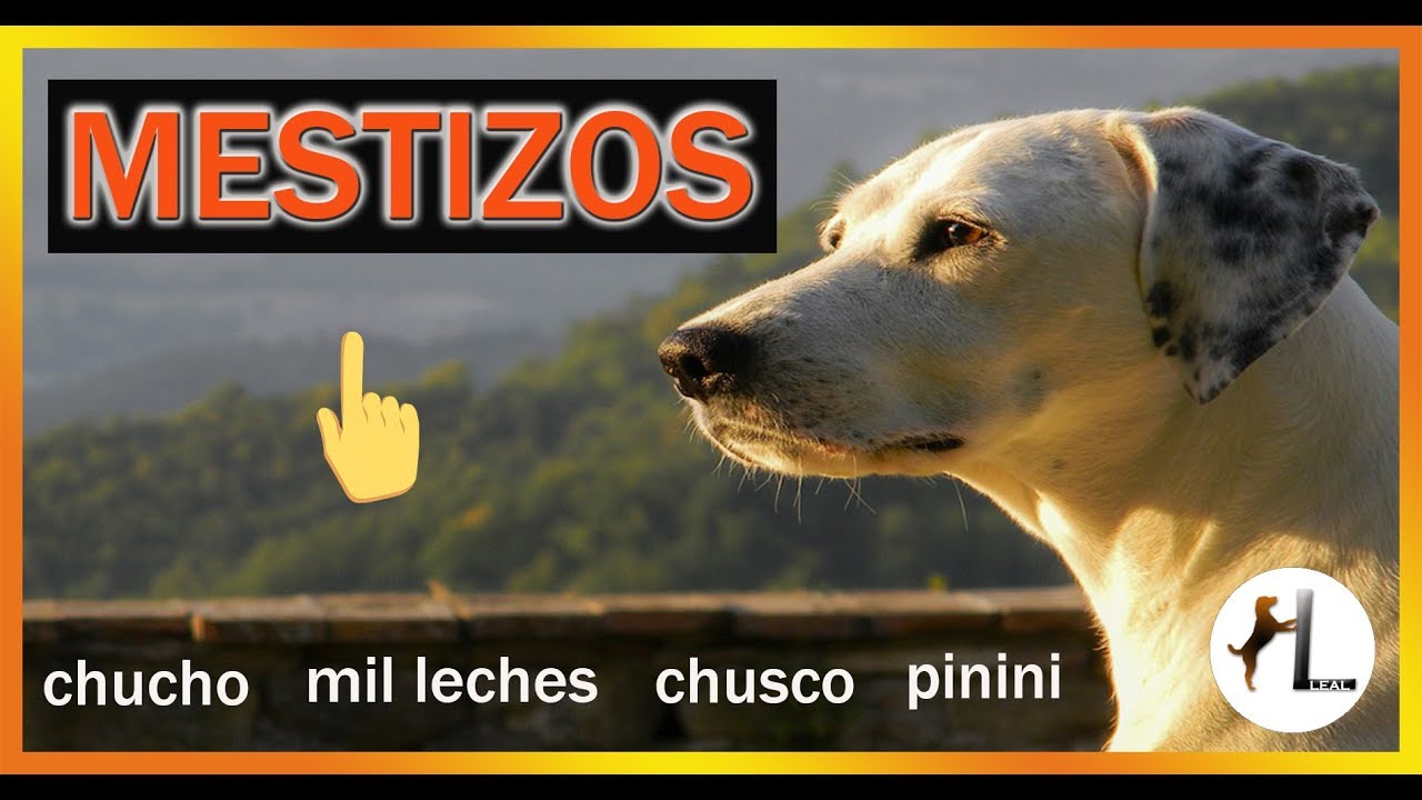 🥇🐶 ¿POR QUÉ ES MEJOR TENER UN PERRO MESTIZO? ✔️👍  | Leal
