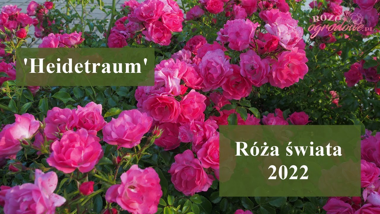 Najlepsza r&oacute;ża na świecie - HEIDETRAUM