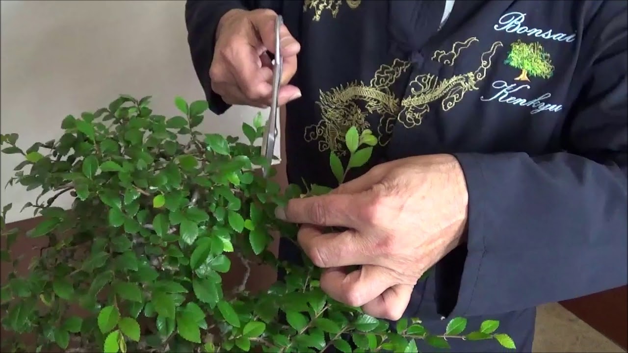 Pinzadode un bonsai de olmo parvifolia