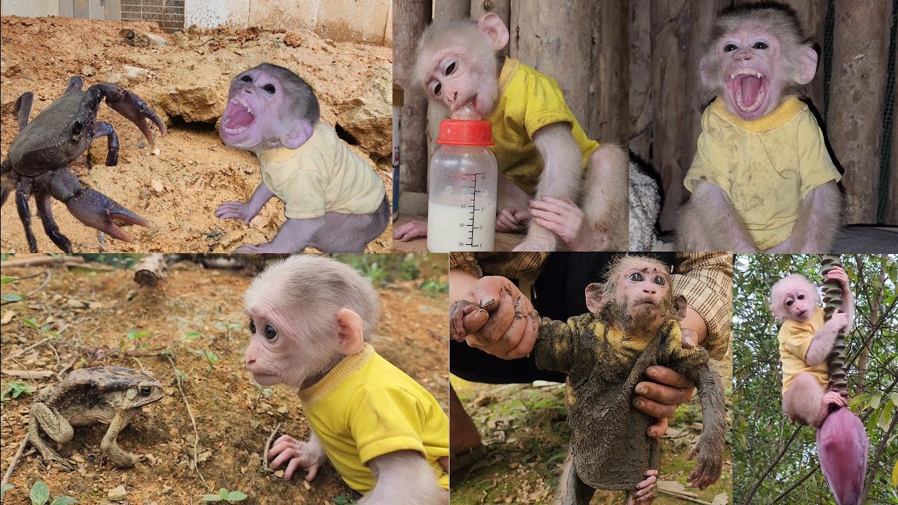 Эти ситуации пугают Бубу и он хочет, чтобы Ван защитил его - Полное видео