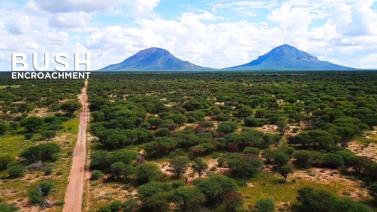 Namibia And The Bush Encroachment Phenomenon