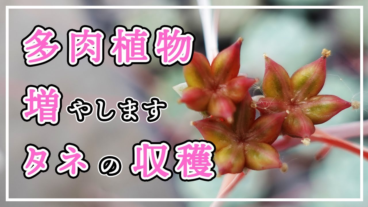 【多肉植物】種の収穫、成功？失敗？