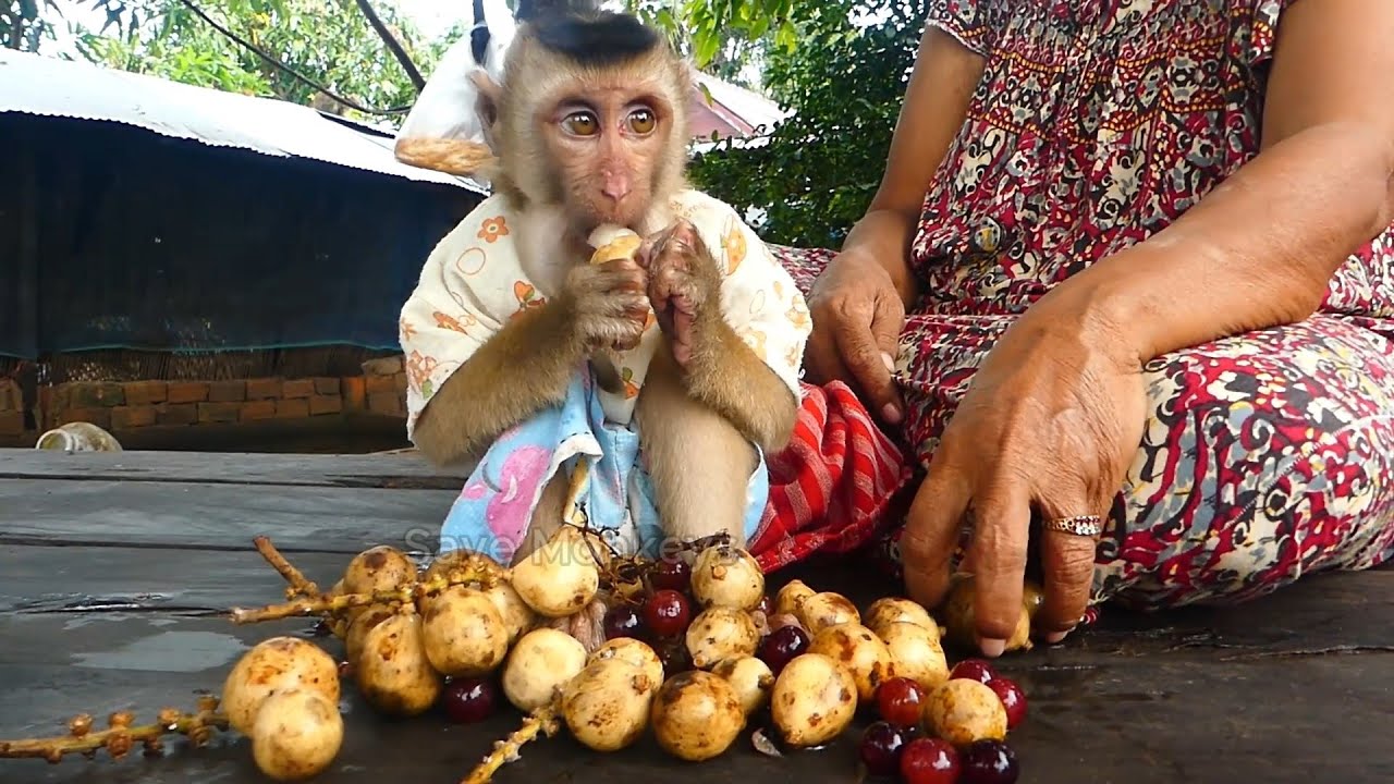 When Grandma offered wild forest grapes to monkey Ross a piece, his little hands reached out eagerly