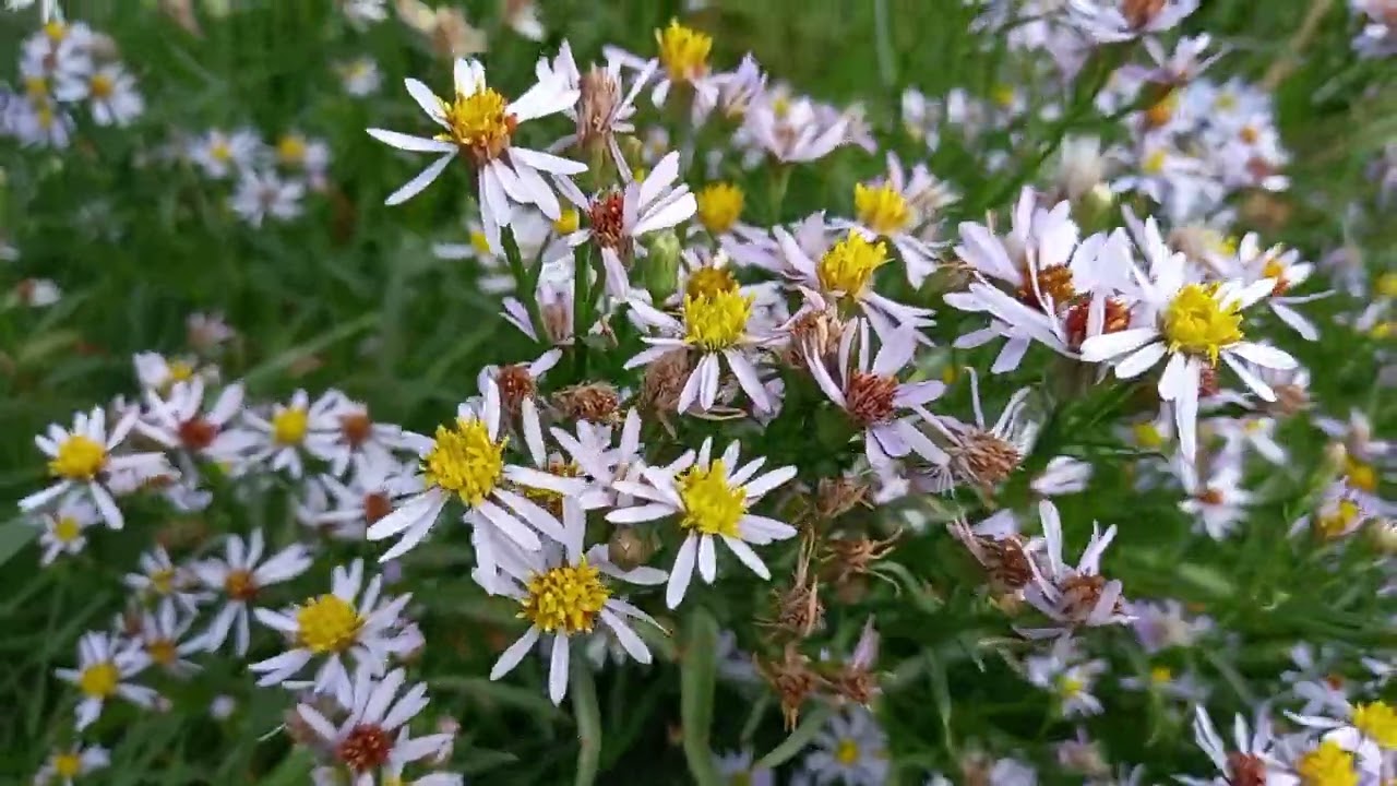 Beyond the Waves: Sea Aster Spectacle Along the Coast