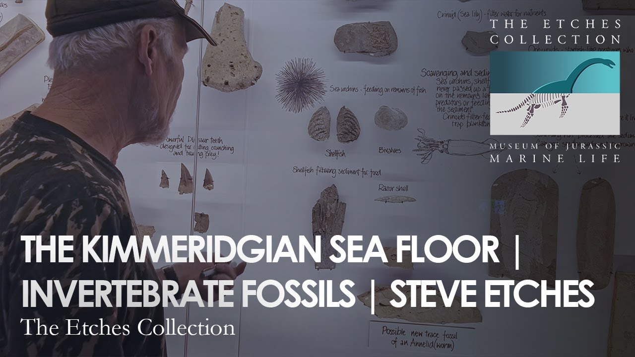THE KIMMERIDGIAN SEA FLOOR | INVERTEBRATE FOSSILS | STEVE ETCHES