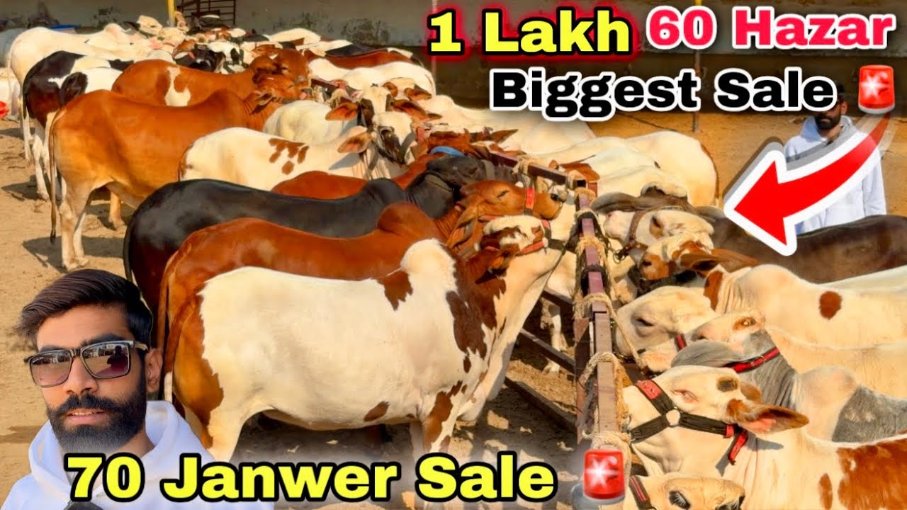 🚨 Sirf 1 Lakh 60 Hazar ❤️  Qurbani 2026 Ki Sab Se Bari Offer ❌ | H & H Cattle farm | Cow Mandi 