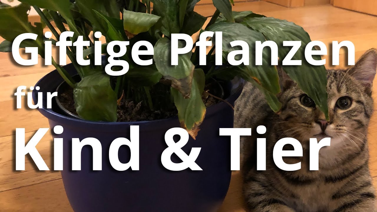 Giftige Zimmerpflanzen für Kinder, Katz und Hund