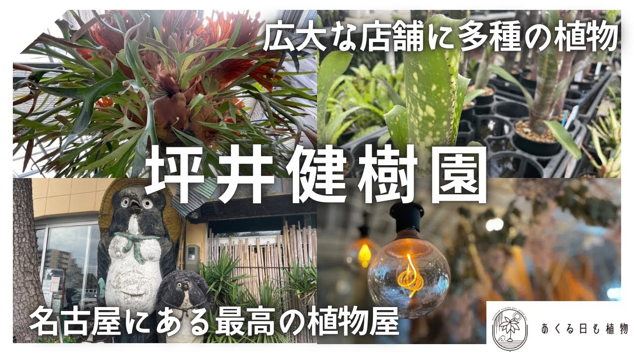 名古屋が誇る園芸店「坪井健樹園」で植物買っちゃった