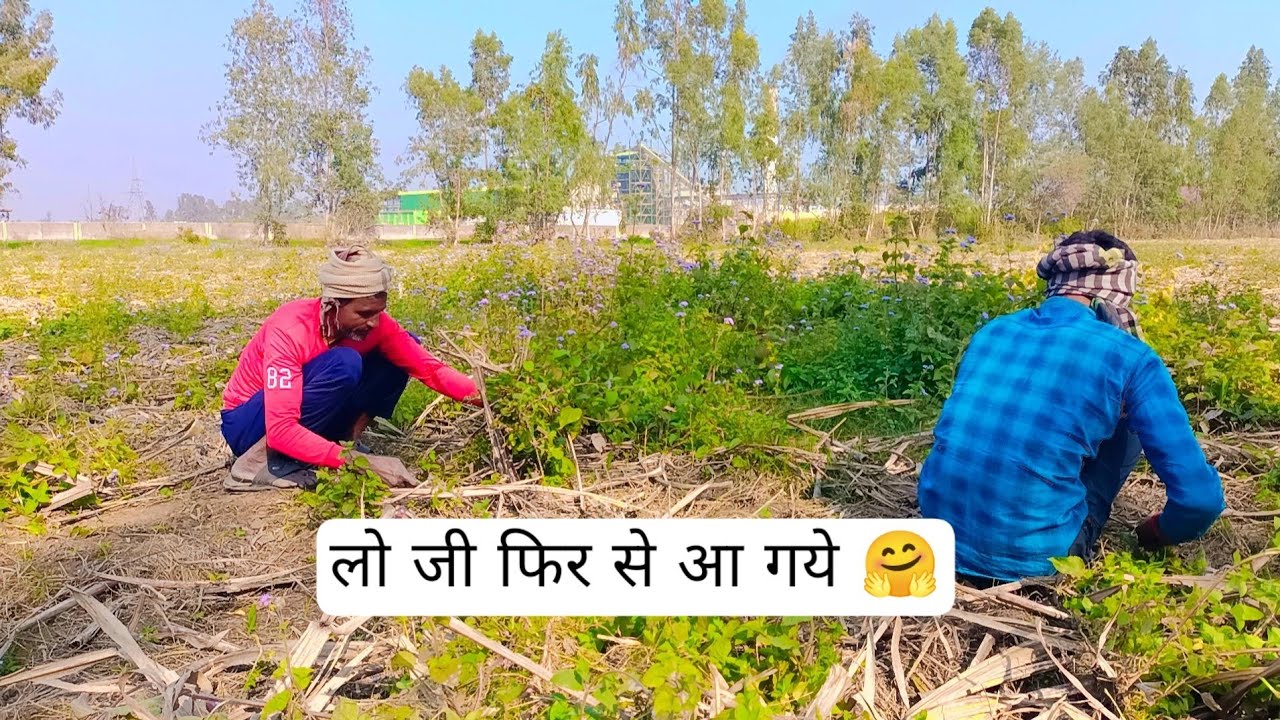 ऐसी घास जो किसी काम की नहीं सिवा नुकसान के ☺️ #livestream #farming