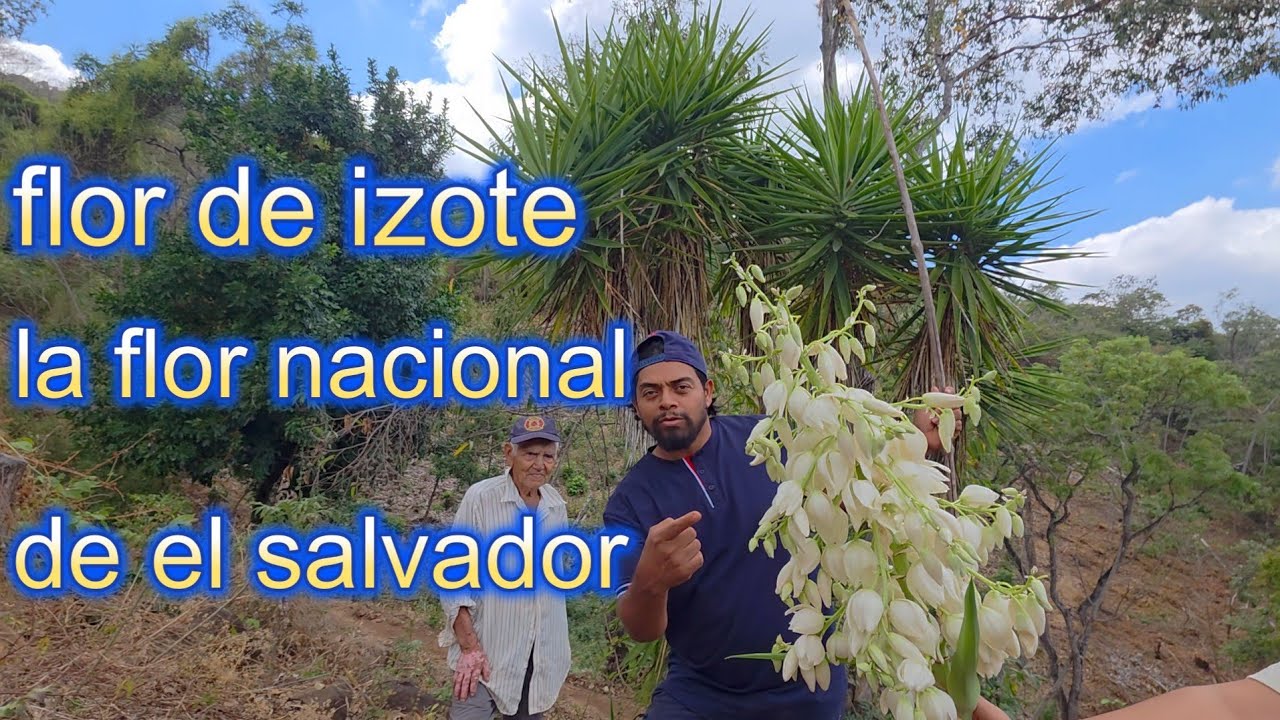 ME MANDO A LLAMAR PARA REGALARME UNA FLOR