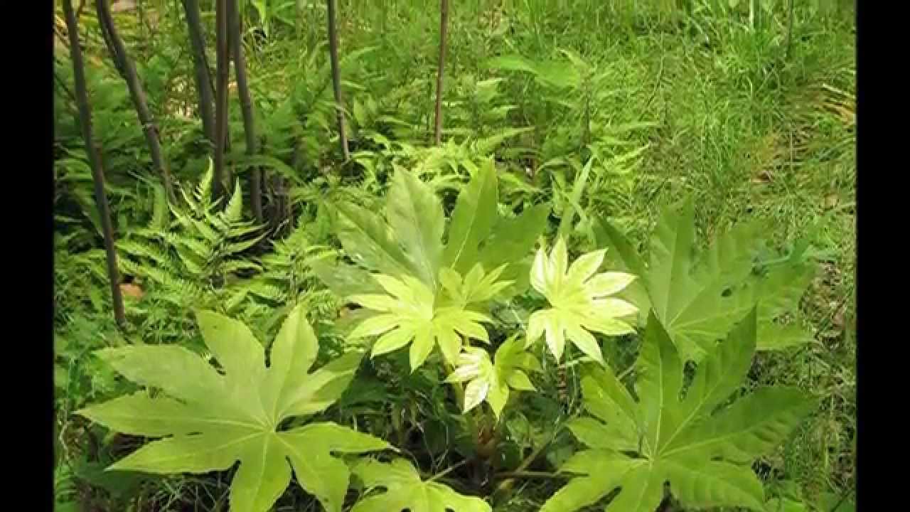 Le Printemps - Vivaldi