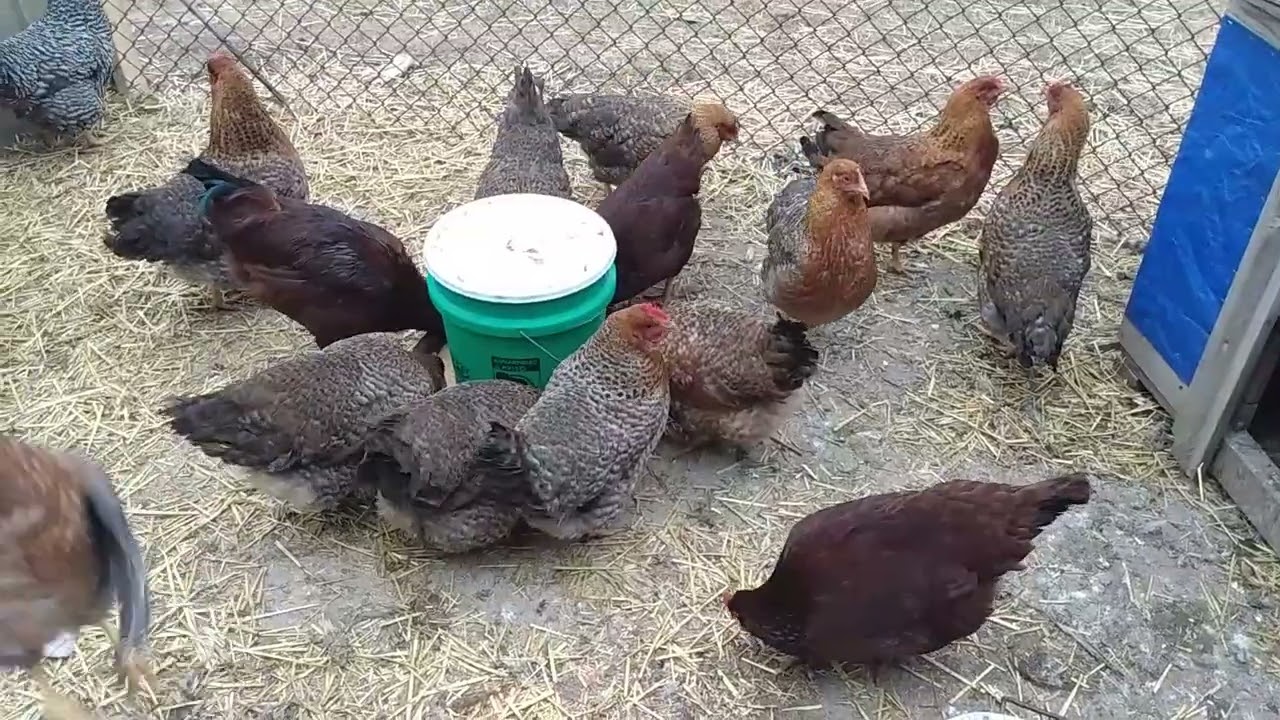 We Look Around the Chicken Yard...
