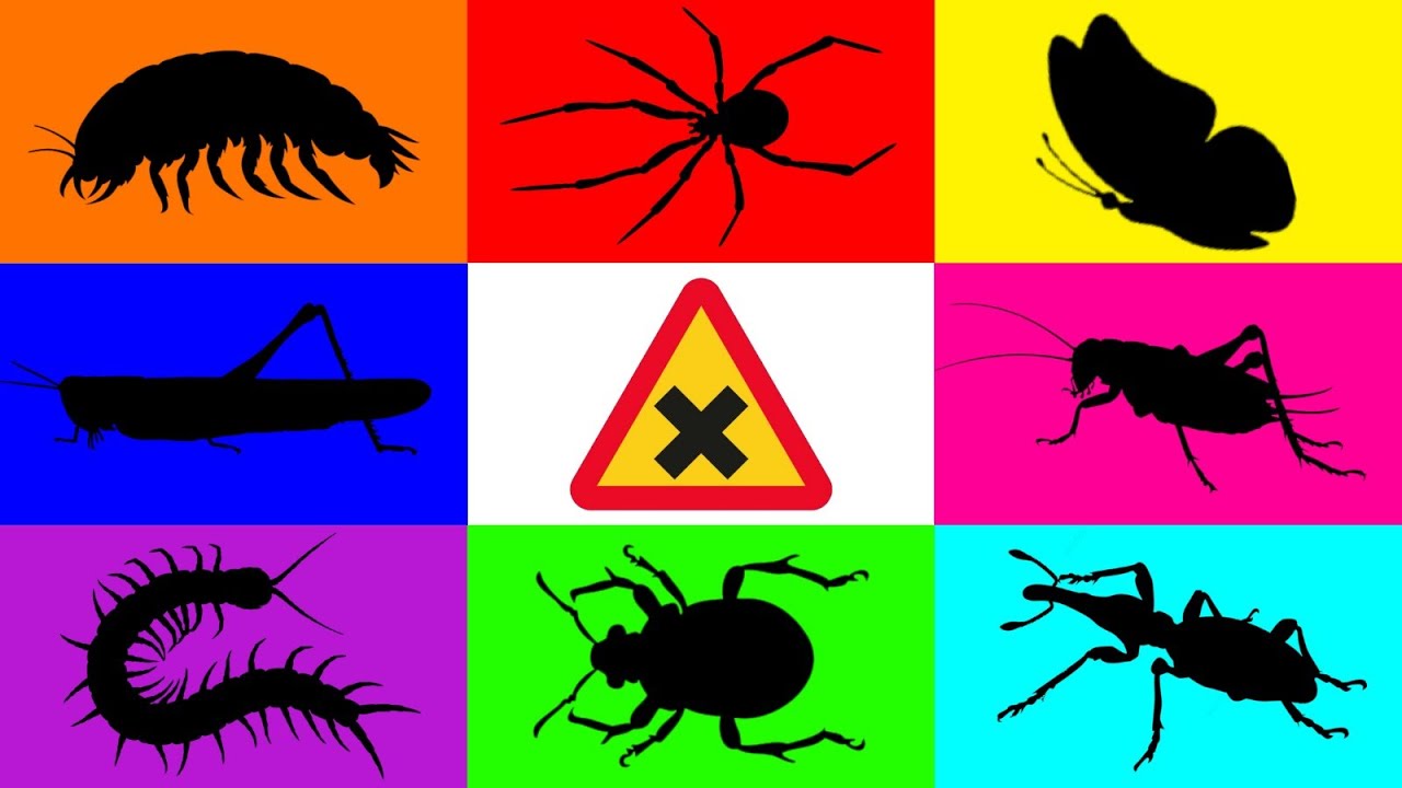 Insect: Isopoda, Centipede, Spider, Butterfly, Weevil, Cricket, Sugar Glider, Beetle, Moss Katydid