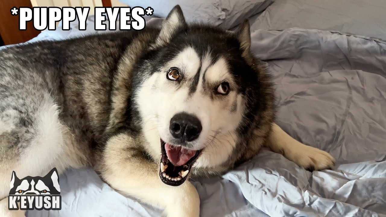 Husky Sneaks in My Mum’s Room And Swears at Her!