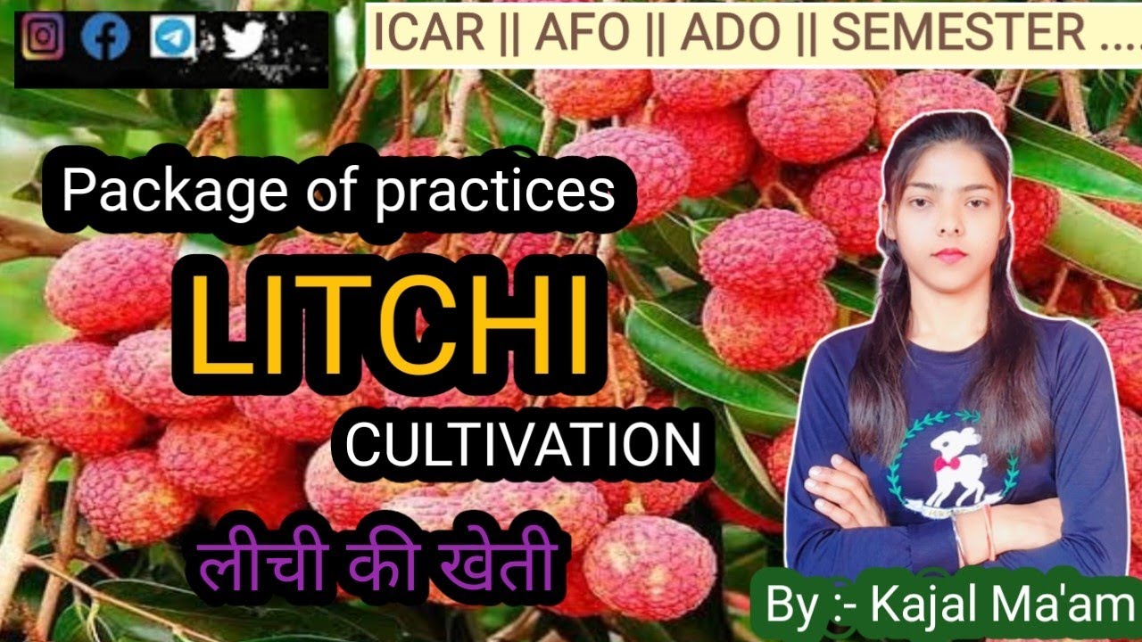 Litchi Cultivation|| Horticulture || ICAR || BHU || BAU || AFO