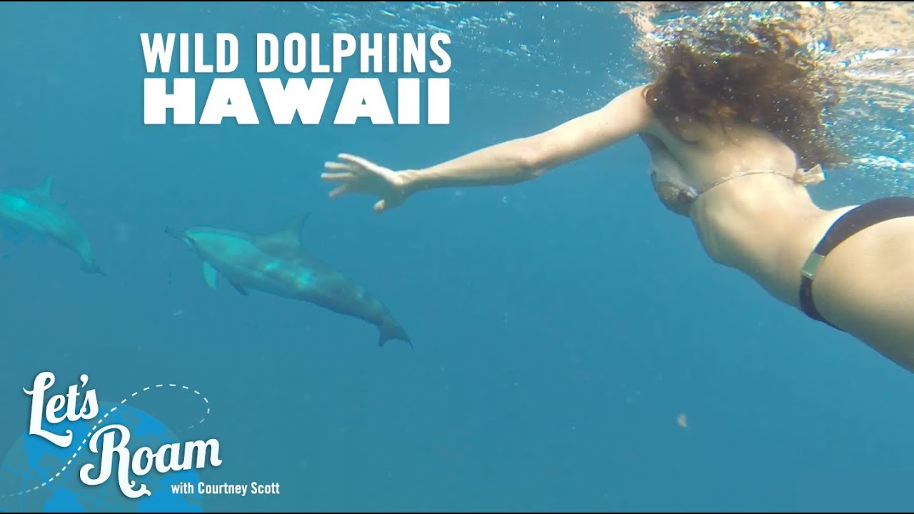 Things to do in Oahu - Swimming with Wild Dolphins