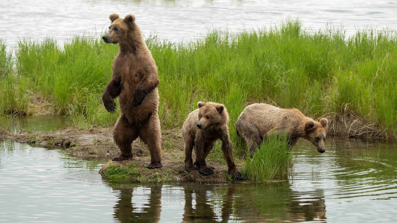 Katmai Bears | Part 2 | 