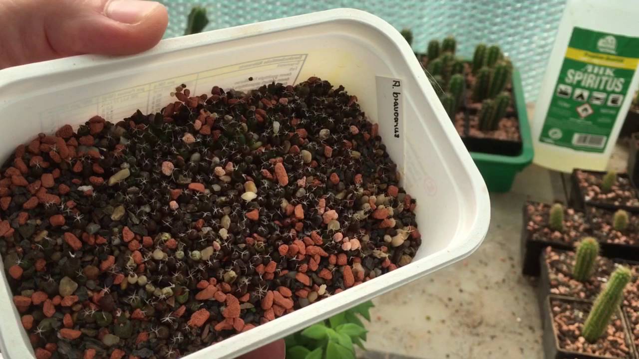 Pfropfen auf Pereskiopsis und Bolivicereus. Teil 2 + Ariocarpus Wurzelpfropfung