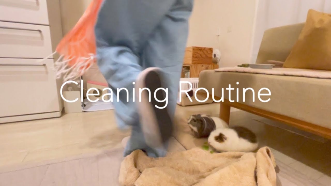 放し飼いモルモットのお掃除ルーティン　Cleaning Routine【Guinea pig】