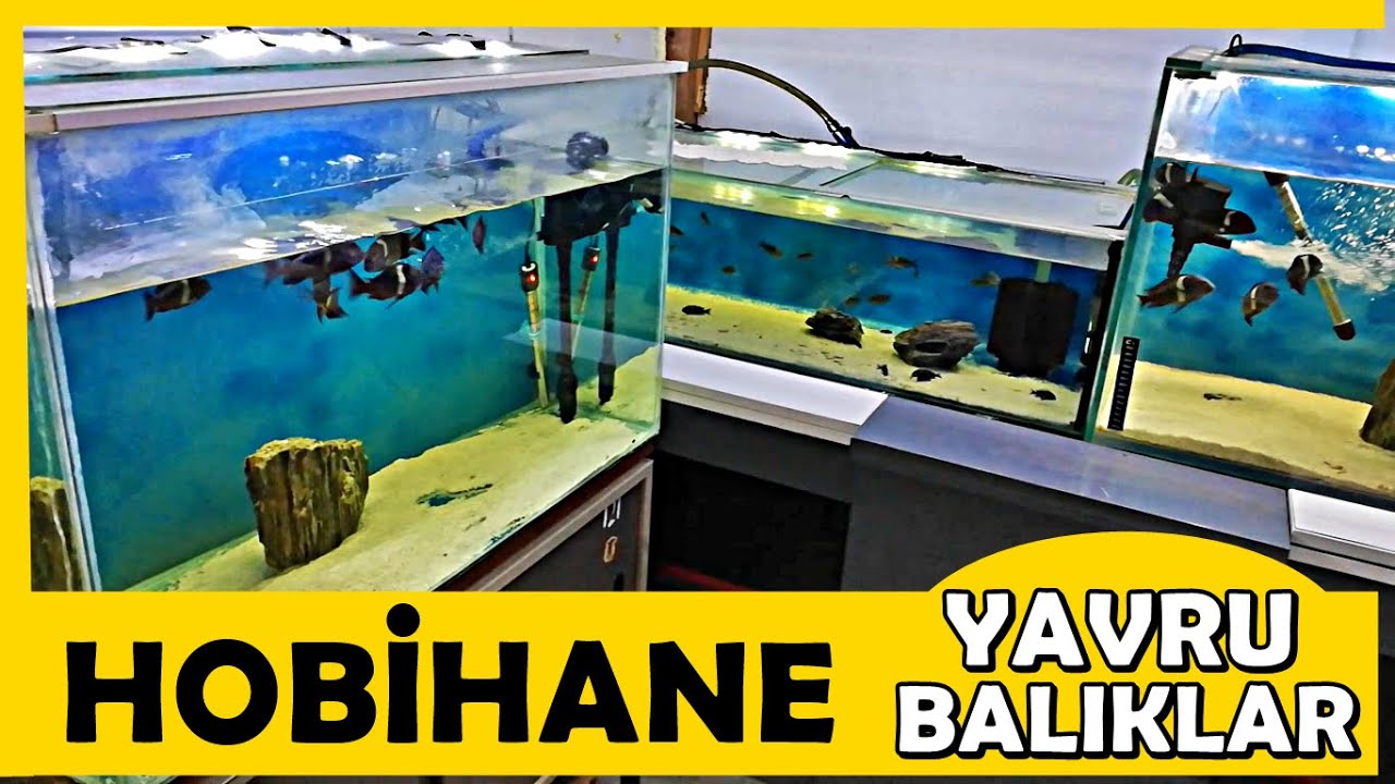 Hobihane Yavru Balıklar - (VLOG)