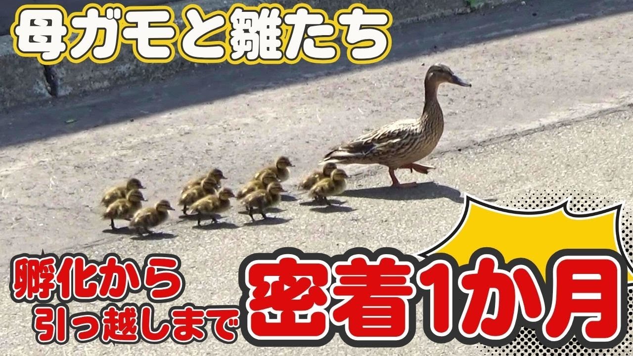 【庭にカモの卵が！？】孵化から引っ越しまで密着1か月…札幌・住宅街で“母ガモと雛たち”命の大冒険が始まった！＜北海道＞